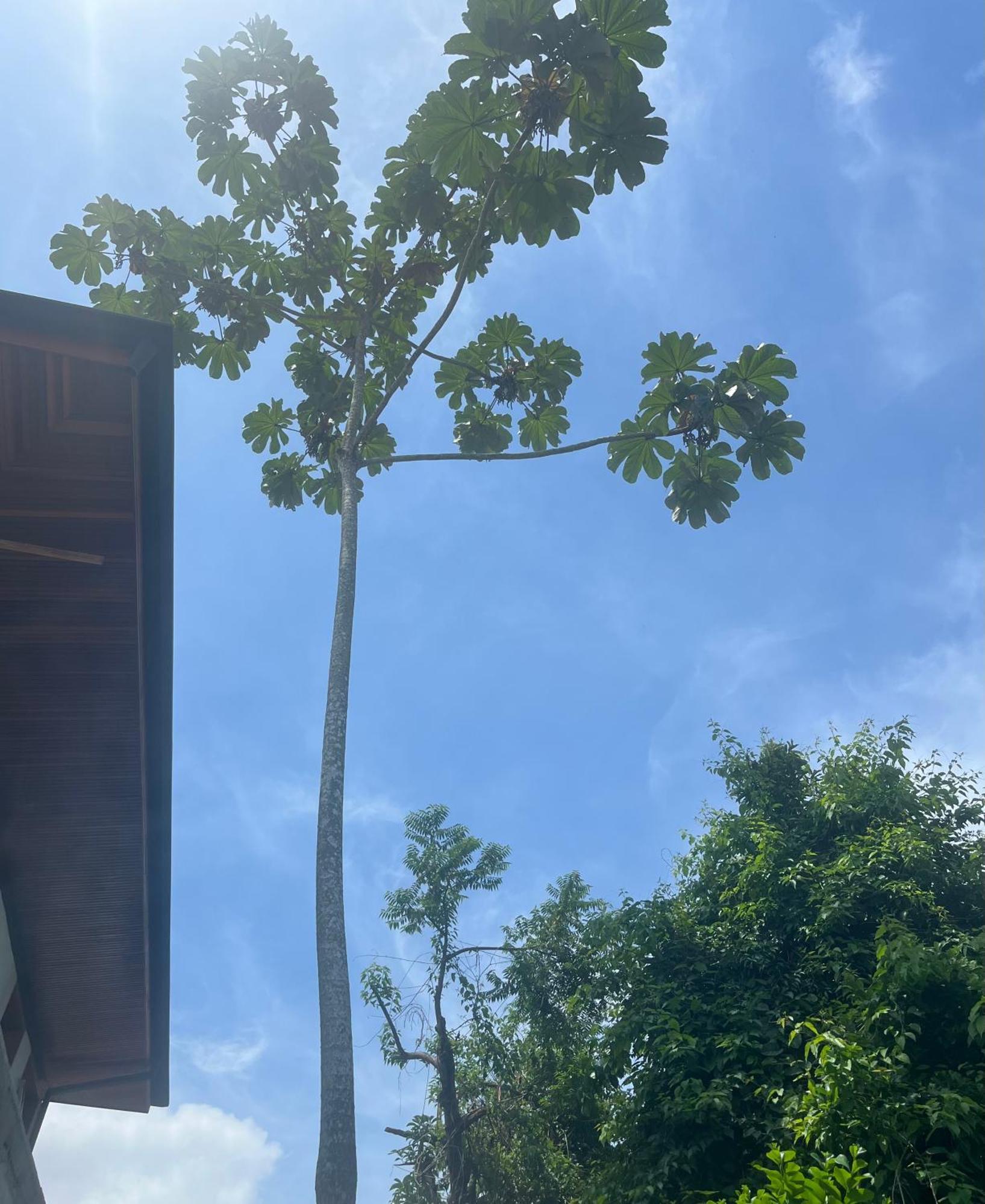 Casa Fiji - Suites Luxo - Praia De Itamambuca - Ao Lado Da Praia Ubatuba Zewnętrze zdjęcie